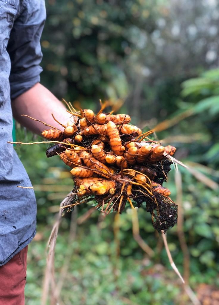 Fresh turmeric harvest